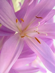 meadow-saffron violet flower