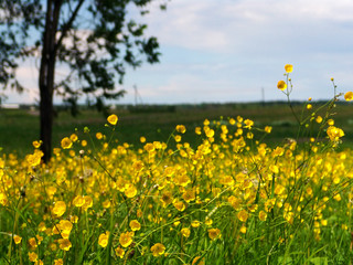 Fototapeta premium yellow field 2