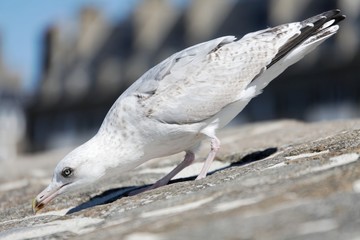 seagull on a stone wall leaning down