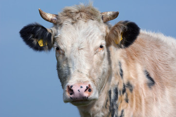 cow