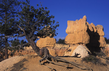 bryce canyon 1
