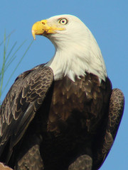 bald eagle 2