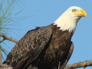 bald eagle 3