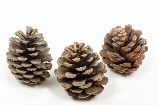 three pine cones