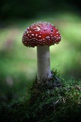 fliegenpilz