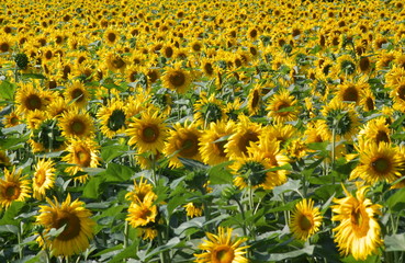 Obraz premium sunflowers perspective