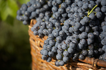 harvest of blue grape