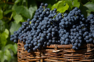 harvest of blue grape