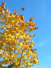 yellow leaves and blue sky