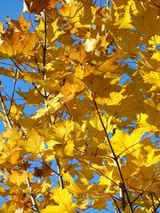 yellow maple leaves