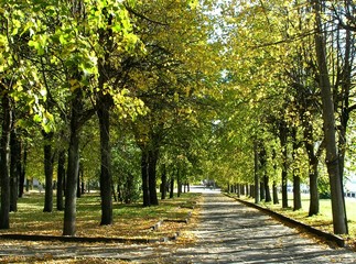 autumn alley in the park