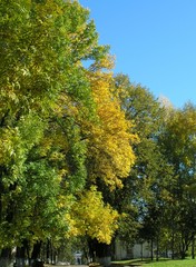 yellow trees