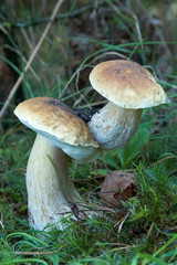 two mushrooms joint together