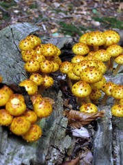 pholiota