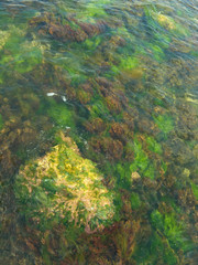 Fototapeta na wymiar multicolored algae