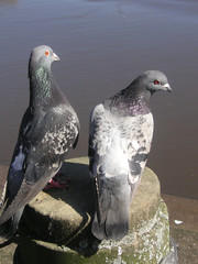 pigeons