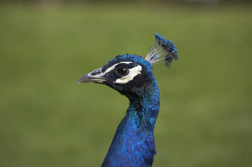 peacock