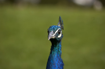 peacock