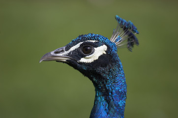 Fototapeta premium peacock