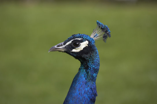 Fototapeta peacock