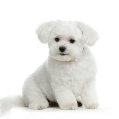 bichon maltais