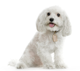 bichon maltais