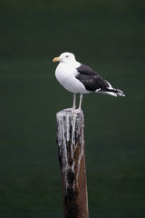 mouette goéland