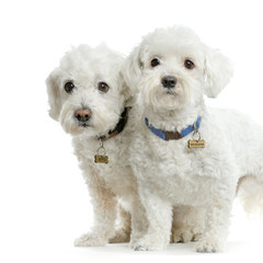 couple de bichon maltais