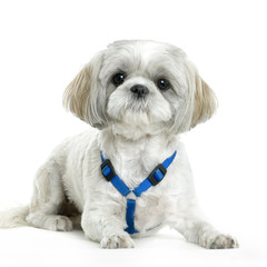 lhassa apso