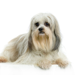 lhassa apso