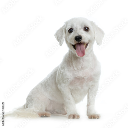 Chien De Race Non Déterminée Par Le Photographe Stock Photo
