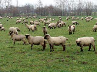 formatierte schafe