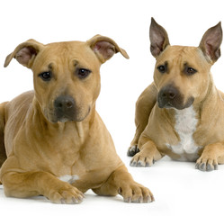 groupe d'american staffordshire terrier