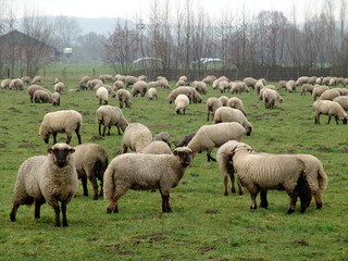 schafherde