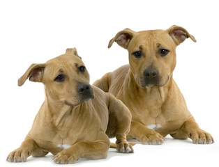 groupe d'american staffordshire terrier