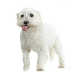 bichon maltais