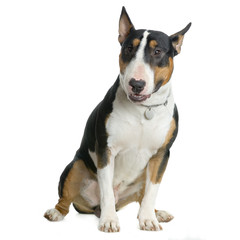bull terrier