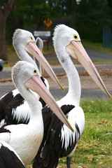 pelicans at nelson bay