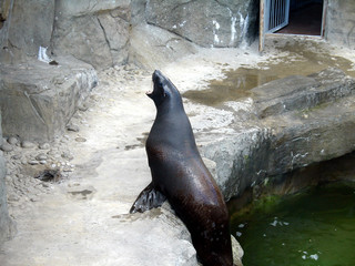 fur seal