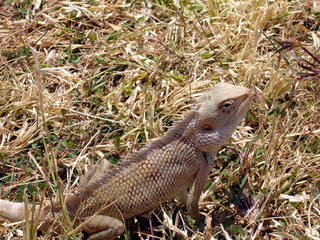 lizard