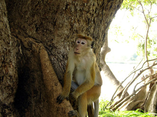 ape
