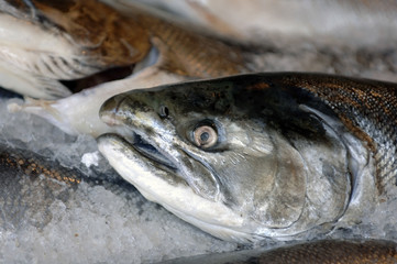 fresh salmon at the market