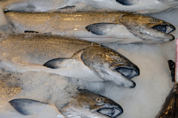fresh salmon at the market waiting on ice