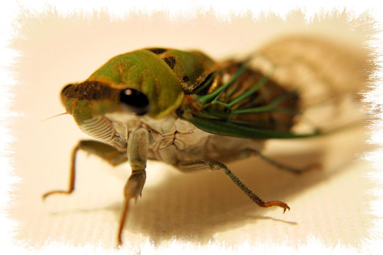 giant green bug