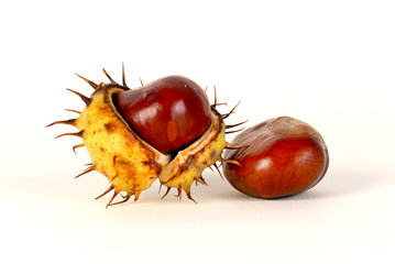 chestnut