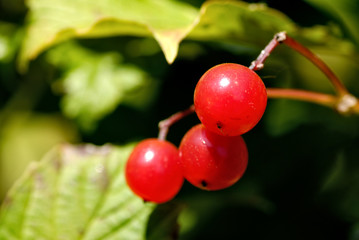 guelder
