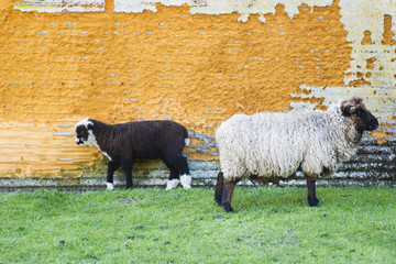 two sheep