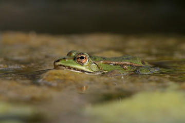 grenouille en milieu naturel