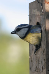 m&eacute;sange bleue 1