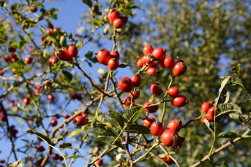 hagebutte, auch wildrose oder heckenrose.